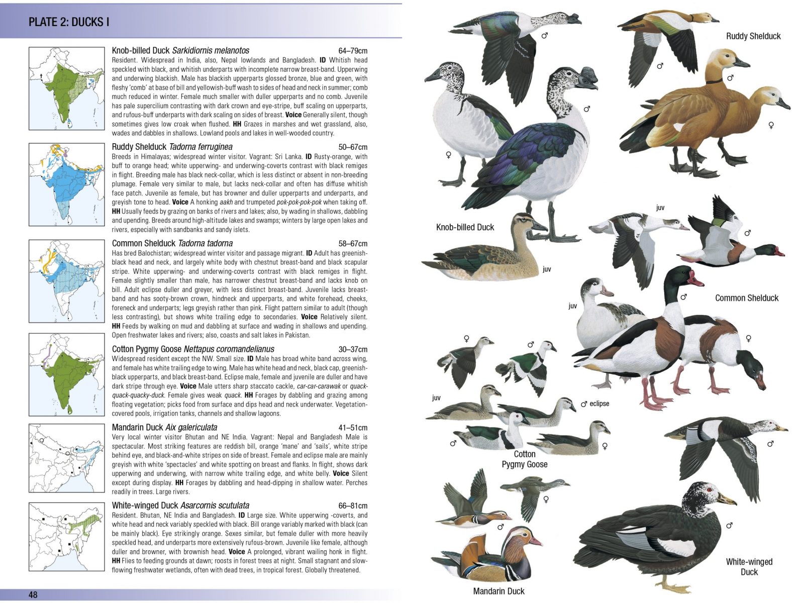 MTA Birds of the Indian Subcontinent Sample Page 1