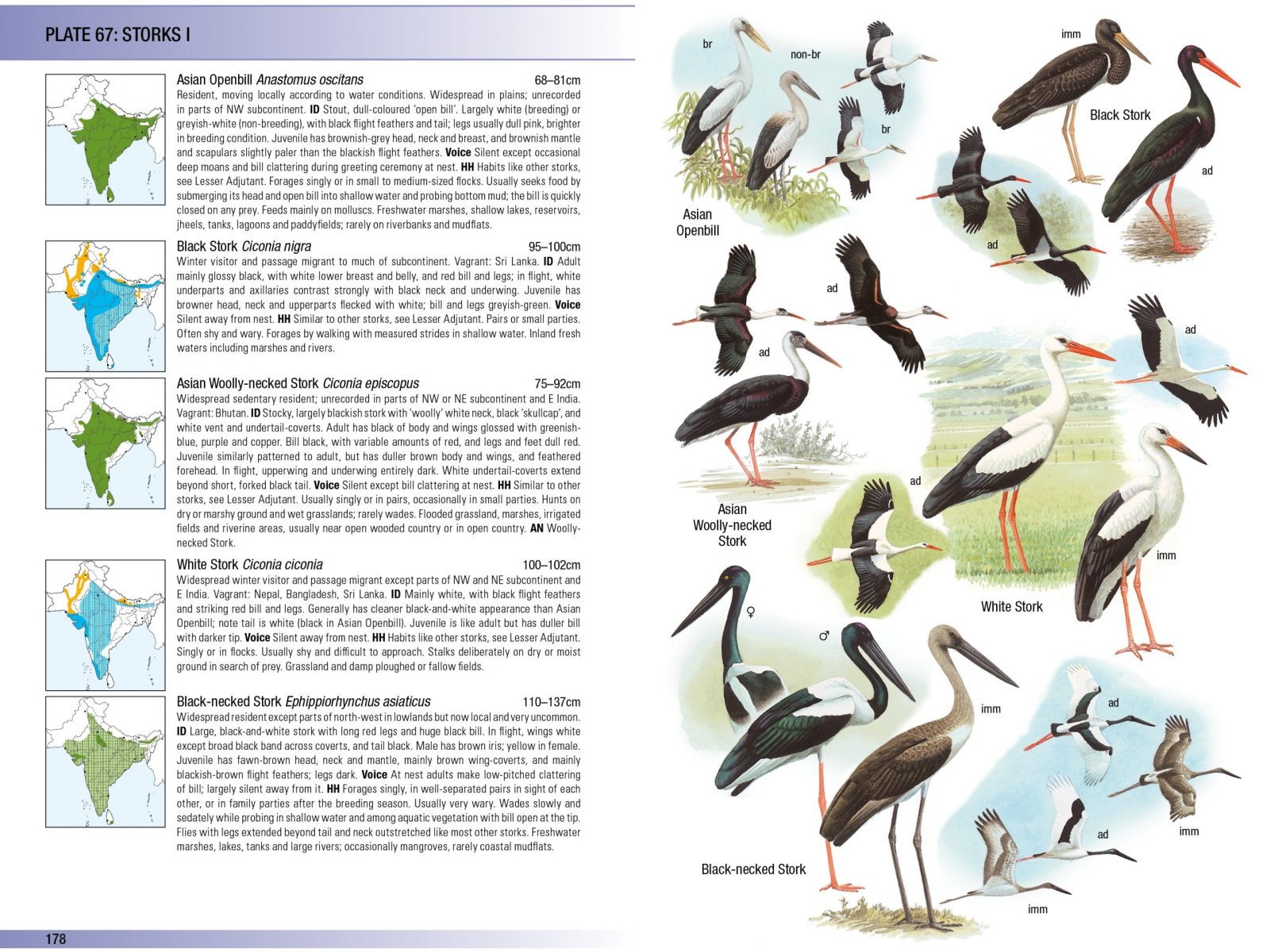 MTA Birds of the Indian Subcontinent Sample Page 2