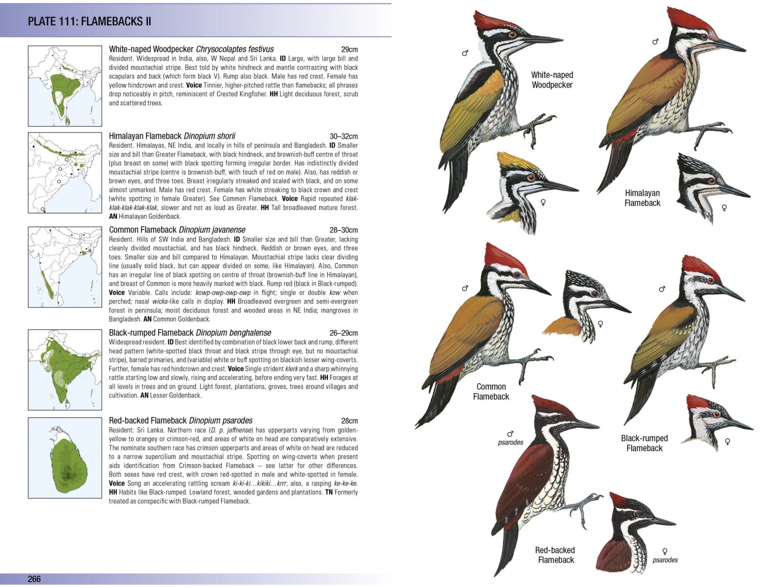 MTA Birds of the Indian Subcontinent Sample Page 3
