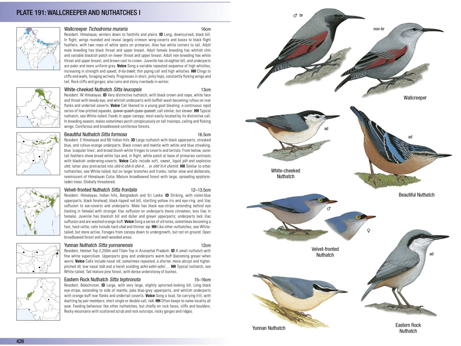 MTA Birds of the Indian Subcontinent Sample Page 4