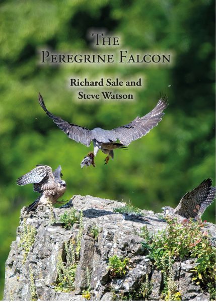 The Peregrine Falcon by Steve Watson and Richard Sale
