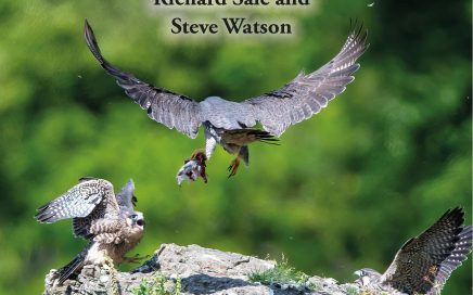 The Peregrine Falcon by Steve Watson and Richard Sale