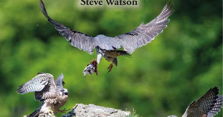 The Peregrine Falcon by Steve Watson and Richard Sale