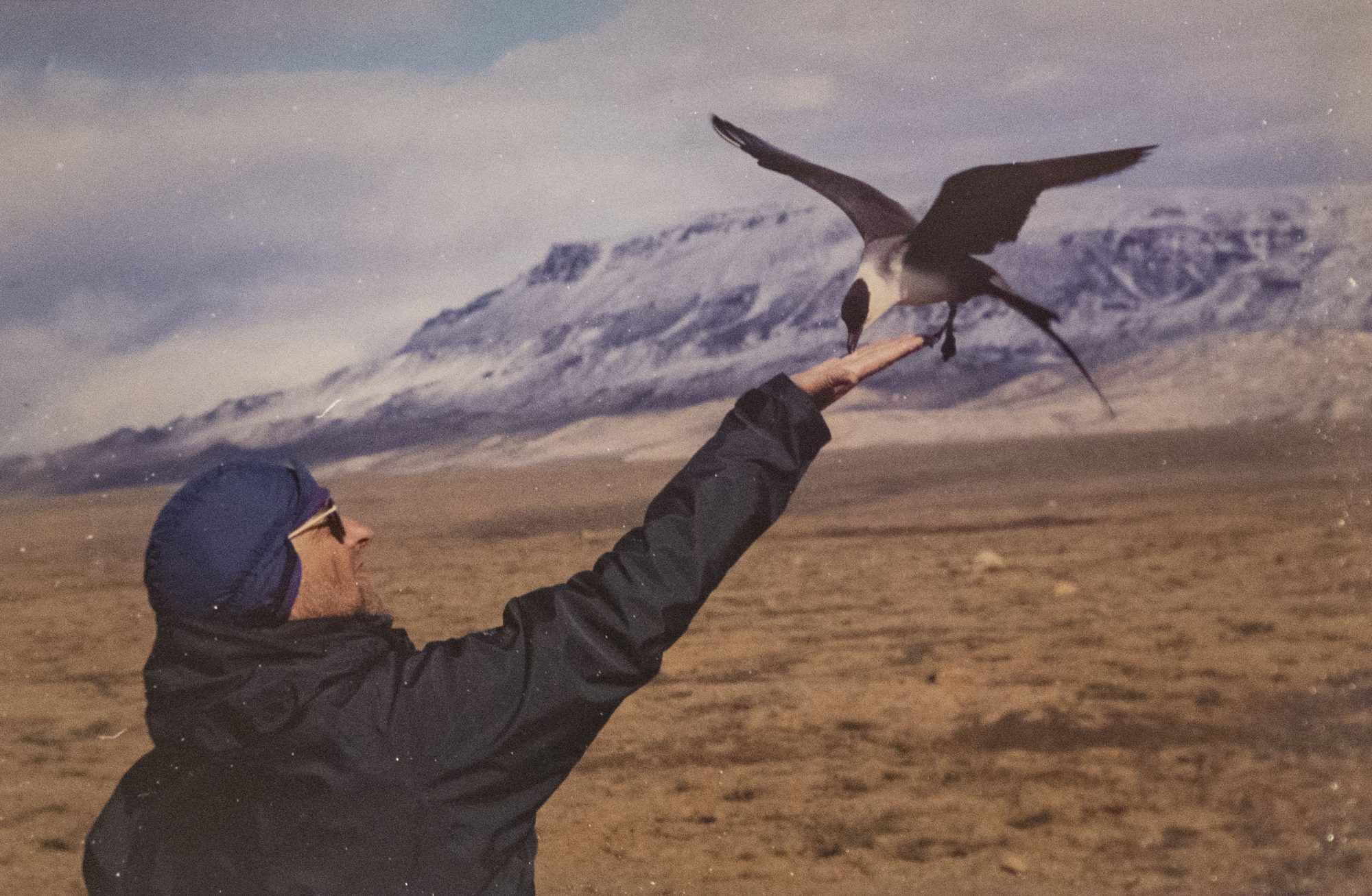 Richard Sale & Steve Watson, The Peregrine Falcon – British ...